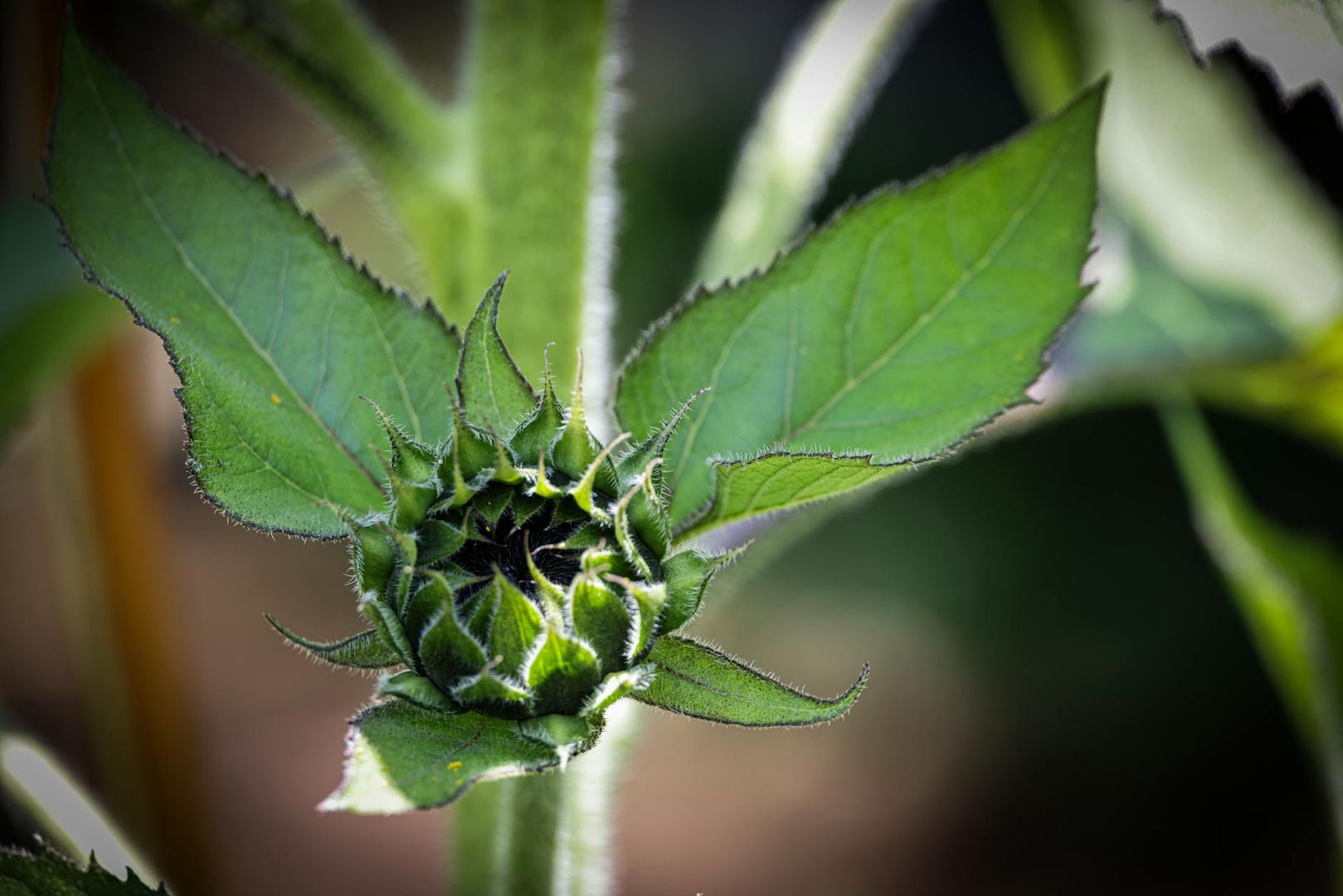 Närbild på en grön solrosknopp, tätt omgiven av spetsiga, håriga blad.